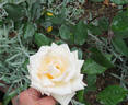 Golden Melody rose photo