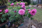 Deane Ross rose photo