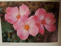 Jenny Brown rose photo