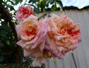 Barock ® rose photo