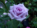 Blue Bird rose photo