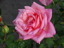 Emile Cramon rose photo