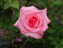 Enchanted rose photo