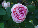 Forever Rose rose photo