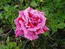 Freedom's Ring rose photo