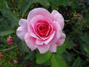 Glory Days rose photo
