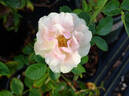 Greensleeves rose photo