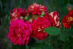 Die Sehenswerte rose photo