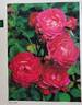 Cavalcade rose photo