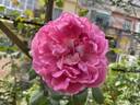 Paul Neyron rose photo