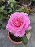 Auguste Renoir ® rose photo
