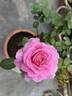 Auguste Renoir ® rose photo