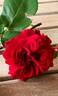 Grand Award rose photo