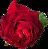 Grand Award rose photo