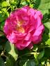 Princess Alexandra Renaissance rose photo
