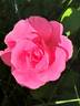 Princess Alexandra Renaissance rose photo