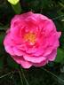 Princess Alexandra Renaissance rose photo