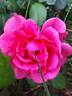 Princess Alexandra Renaissance rose photo
