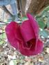 Princess Alexandra Renaissance rose photo