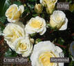 Cream Chiffon rose photo