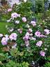 Odyssey rose photo