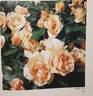 Summer Love rose photo