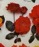 Topeka rose photo