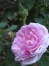 René d'Anjou rose photo
