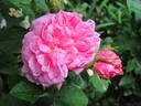René d'Anjou rose photo