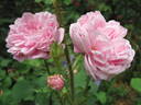 René d'Anjou rose photo
