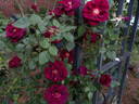 Jack Daniel rose photo