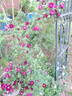 Jack Daniel rose photo