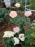 Aphrodite ® rose photo