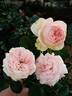 Aphrodite ® rose photo