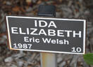 Ida Elizabeth rose photo