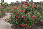 Ida Elizabeth rose photo