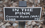 In the Pink rose photo