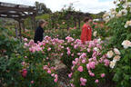 In the Pink rose photo