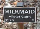 Milkmaid rose photo