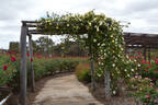 Milkmaid rose photo