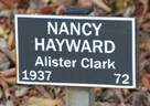 Nancy Hayward rose photo