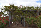 Nancy Hayward rose photo