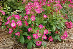 Gay Vista rose photo