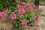 Gay Vista rose photo