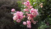 The Karnival rose photo