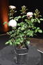 BRUnmarj rose photo