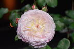 BRUnmarj rose photo