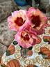 Eyeconic rose photo