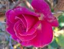 Princess Alexandra Renaissance rose photo