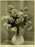 Catherine Mermet rose photo